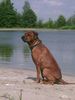 Rhodesian Ridgeback Foto: urlaub am veluwemeer.... (ID 11811) Rhodesian Ridgeback Hund