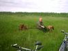 Rhodesian Ridgeback Foto: uiuiuui eine anstrengende fahrradtour!!! (ID 13426) Rhodesian Ridgeback Hund