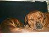 Rhodesian Ridgeback Foto: Bärenbrüder!!! (ID 11812) Rhodesian Ridgeback Hund