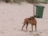Rhodesian Ridgeback Foto: ben im urlaub (ID 14165) Rhodesian Ridgeback Hund