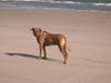 Rhodesian Ridgeback Hund