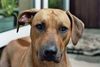 Rhodesian Ridgeback Foto: Vertrauen (ID 31050) Rhodesian Ridgeback Hund