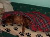 Rhodesian Ridgeback Foto: kuschel, kuschel... bantou und paco!!! (ID 19931) Rhodesian Ridgeback Hund