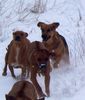 Rhodesian Ridgeback Foto: wilde Meute.... (ID 18741) Rhodesian Ridgeback Hund