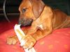 Rhodesian Ridgeback Hund
