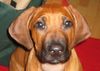 Rhodesian Ridgeback Hund