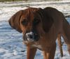Rhodesian Ridgeback Hund