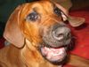 Rhodesian Ridgeback Hund