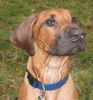 Rhodesian Ridgeback Hund