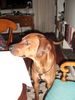 Rhodesian Ridgeback Foto: ich bettel nicht, ich guck nur was es heute zu essen gibt!! (ID 19932) Rhodesian Ridgeback Hund