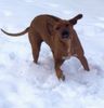 Rhodesian Ridgeback Foto: ich zeig die zunge..... (ID 18739) Rhodesian Ridgeback Hund