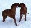 Rhodesian Ridgeback Foto: Bärenbrüder (ID 18740) Rhodesian Ridgeback Hund