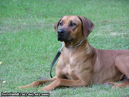 Rhodesian Ridgeback Hunde Foto 24413 in höherer Auflösung ansehen Rhodesian Ridgeback