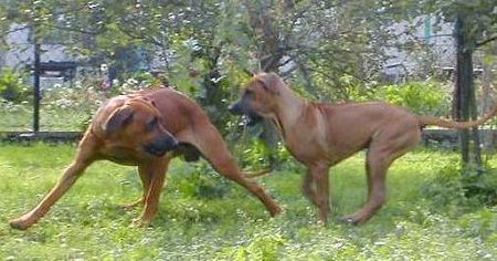 Rhodesian Ridgeback Hunde Foto 1181 Rhodesian Ridgeback RR- Tereza