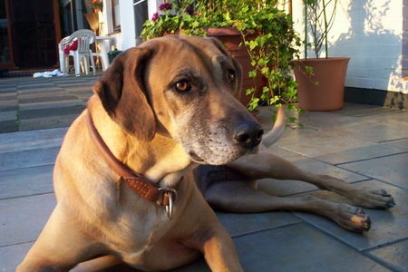 Rhodesian Ridgeback Hunde Foto 27809 Rhodesian Ridgeback Sharana