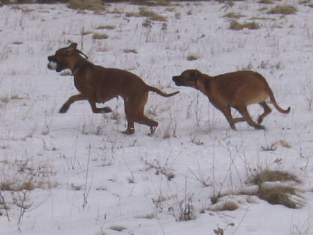 Rhodesian Ridgeback Hunde Foto 30602 in höherer Auflösung ansehen Rhodesian Ridgeback Mahsati &. Raya (Wir haben Spass!!)