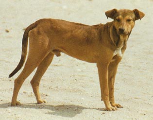 Rhodesian Ridgeback Hunde Foto 137 Rhodesian Ridgeback