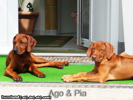 Rhodesian Ridgeback Ago und Freundin Pia