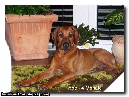 Rhodesian Ridgeback Hunde Foto 46526 Rhodesian Ridgeback Ago - 4 monate