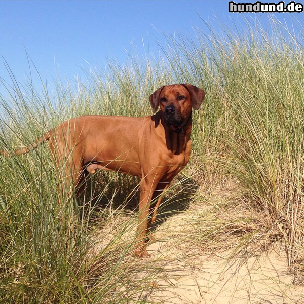 Rhodesian Ridgeback Chandu in den Dünen, 9 Jahre