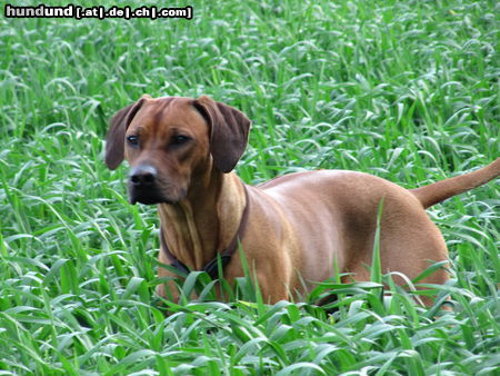 Rhodesian Ridgeback Hunde Foto 46857 in höherer Auflösung ansehen Rhodesian Ridgeback Indra im Alter von 2 Jahren