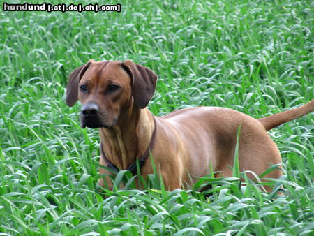 Rhodesian Ridgeback Indra im Alter von 2 Jahren