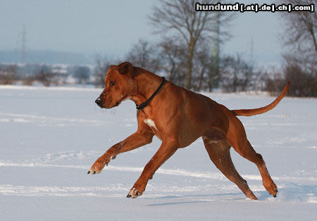 Rhodesian Ridgeback Schneeshooting