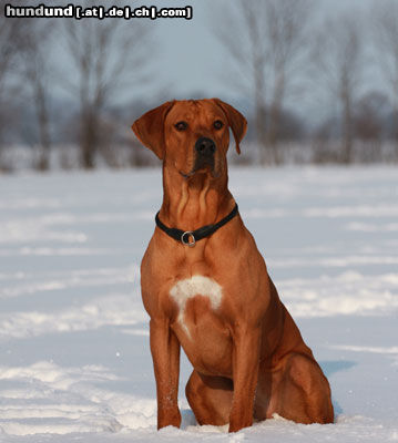 Rhodesian Ridgeback Schneeshooting