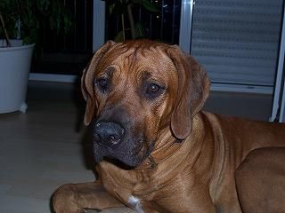 Rhodesian Ridgeback Hunde Foto 29051 Rhodesian Ridgeback ...müde....