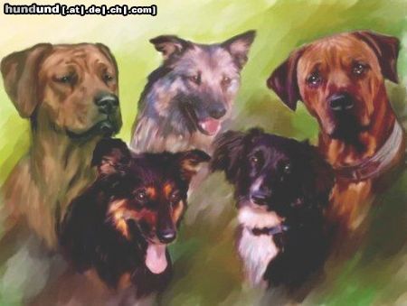 Rhodesian Ridgeback Hunde Foto 16951 Rhodesian Ridgeback 2 ridgis und die hofdamen!
