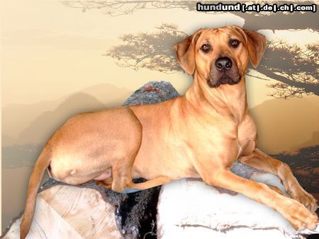 Rhodesian Ridgeback Hunde Foto 12478 Rhodesian Ridgeback Bitte recht freundlich