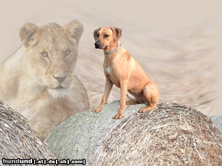 Rhodesian Ridgeback Hunde Foto 11062 Rhodesian Ridgeback mein Mädchen