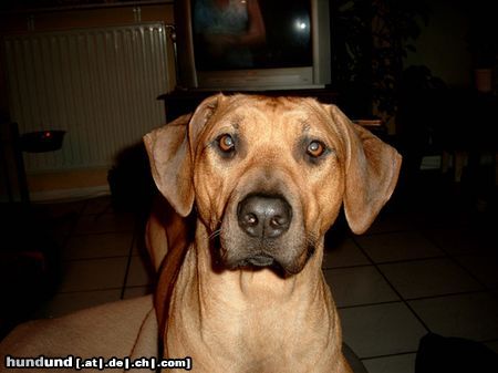 Rhodesian Ridgeback Hunde Foto 19458 in höherer Auflösung ansehen Rhodesian Ridgeback nah genug?