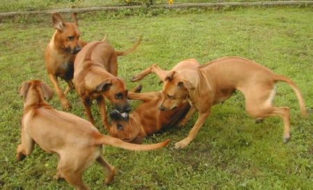 Rhodesian Ridgeback Hunde Foto 1173 Rhodesian Ridgeback Rhodesian ridgebacks