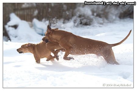 Rhodesian Ridgeback Hunde Foto 9219 Rhodesian Ridgeback Rufus & Cooper