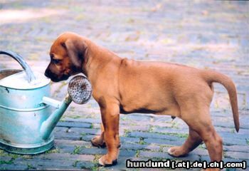 Rhodesian Ridgeback Hunde Foto 16232 Rhodesian Ridgeback