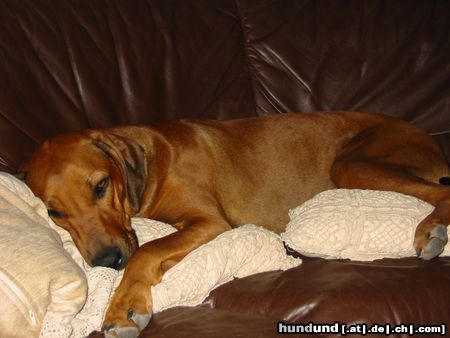 Rhodesian Ridgeback Hunde Foto 18997 Rhodesian Ridgeback gute nacht