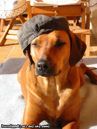 Rhodesian Ridgeback Hunde Foto 18998 Rhodesian Ridgeback Sonnenschutz