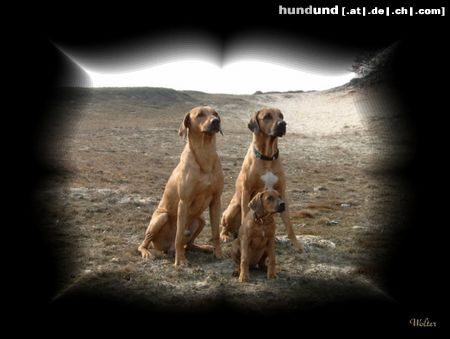 Rhodesian Ridgeback Hunde Foto 11040 Rhodesian Ridgeback Kariba of Mombasa ,Chopin von der Elbmündung, Velänga Ifex