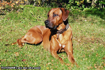 Rhodesian Ridgeback Hunde Foto 26359 Rhodesian Ridgeback Fynn 2 Jahre