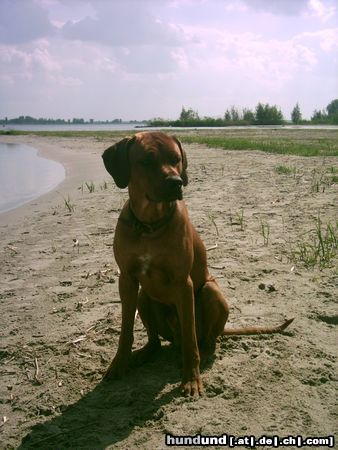 Rhodesian Ridgeback Hunde Foto 13425 Rhodesian Ridgeback bantou am velouwemeer