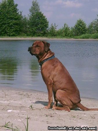 Rhodesian Ridgeback Hunde Foto 11811 Rhodesian Ridgeback urlaub am veluwemeer....