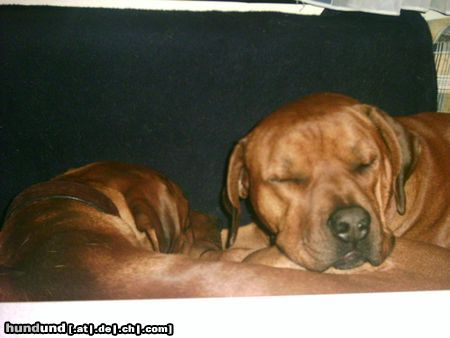 Rhodesian Ridgeback Hunde Foto 11812 Rhodesian Ridgeback Bärenbrüder!!!