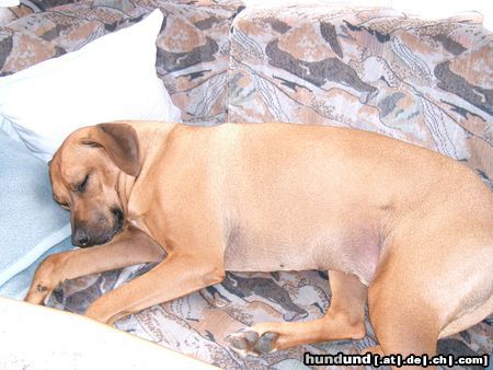 Rhodesian Ridgeback Hunde Foto 14166 Rhodesian Ridgeback gääähhhn