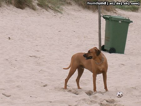 Rhodesian Ridgeback Hunde Foto 14165 Rhodesian Ridgeback ben im urlaub
