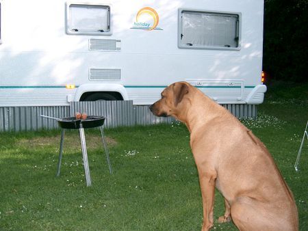 Rhodesian Ridgeback Hunde Foto 32796 Rhodesian Ridgeback Wo bleibt meine Wurst???