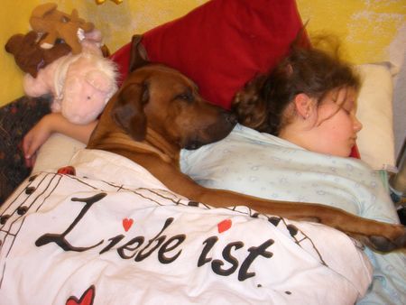 Rhodesian Ridgeback Hunde Foto 31715 Rhodesian Ridgeback Liebe ist....