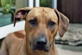 Rhodesian Ridgeback Vertrauen