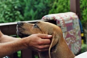 Rhodesian Ridgeback großes Vertrauen !