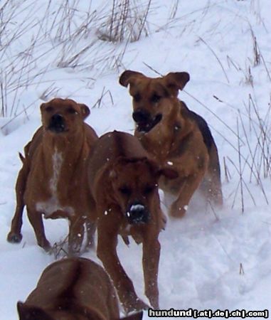 Rhodesian Ridgeback Hunde Foto 18741 Rhodesian Ridgeback wilde Meute....